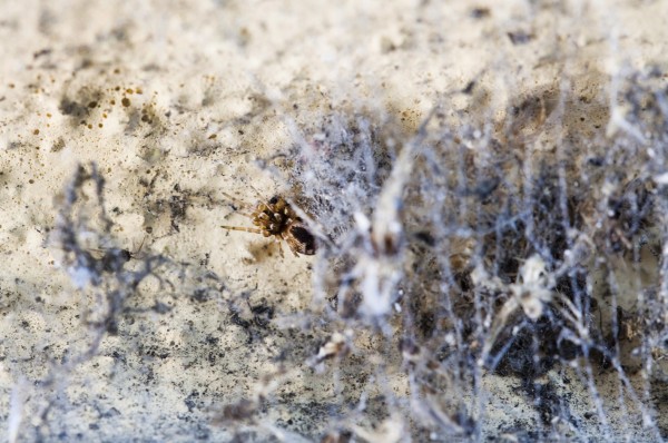 I ragni dei portici di Oneglia - Imperia - Il ragno