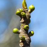 Ficus carica con fiori
