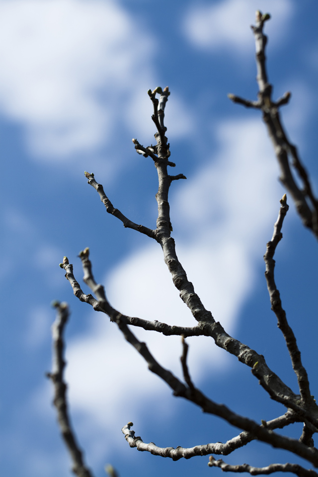 Rami di Ficus carica, cielo e nuvole
