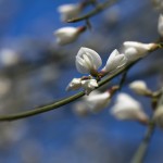 Ginestra bianca - fiore