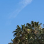 palme_nuvola__