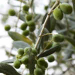 Una pendana di olive